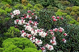 鲜花,牦牛的杜鹃花,屋久岛