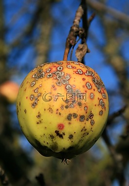 蘋(píng)果,蘋(píng)果樹(shù),不銹鋼