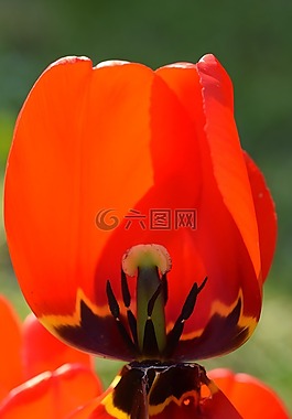 開(kāi)花,花,郁金香