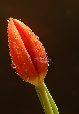 郁金香,鮮花,春