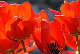 開花,花,郁金香