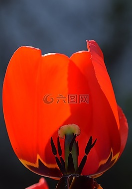 開花,花,郁金香