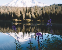 湖,水,鮮花