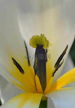 開花,花,郁金香