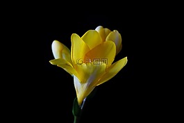 鸢尾科,花,开花