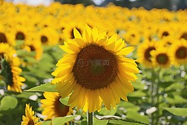 向日葵,性質(zhì),黃色的花