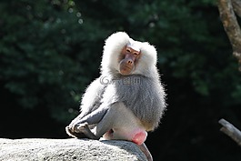 狒狒,猴子,動物園