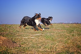 狗,草,動物