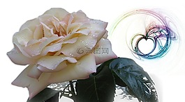 玫瑰,滴,一滴水
