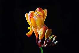 鸢尾科,花,开花