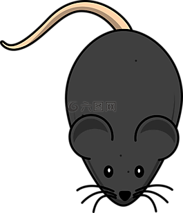 鼠標(biāo),滅鼠,黑