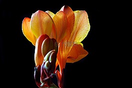 鸢尾科,花,开花