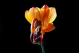 鸢尾科,花,开花