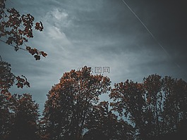 天空,云,樹
