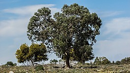 塞浦路斯,potamos liopetri,树