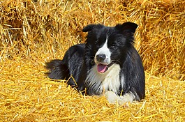 狗,边境牧羊犬,英国牧羊犬