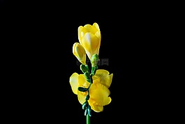 鸢尾科,花,开花