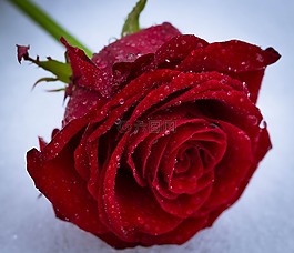 玫瑰,花,愛情
