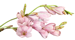 花,粉红色,灯泡