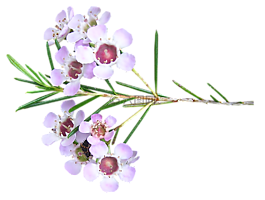 粉红色,蜡,花
