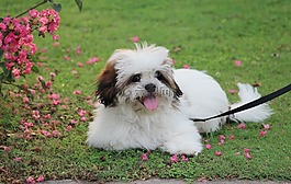 诺迪,拉萨apso,可爱的小狗