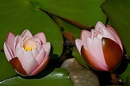 睡蓮,花,水生植物