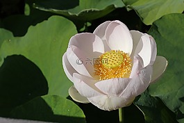 蓮花,花,lotusflower