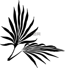 棕櫚,枝杈,蕨類植物