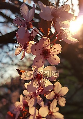 開花,櫻桃,光