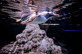 企鵝,海,自然