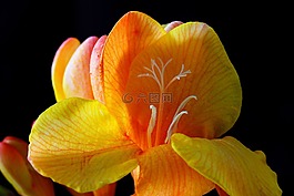 鸢尾科,花,开花