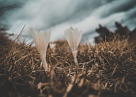 草,花,白