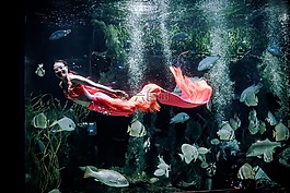 美人魚,紅色,海
