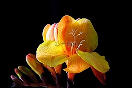 鸢尾科,花,开花