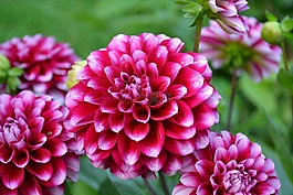 花,粉紅色,粉紅色的花