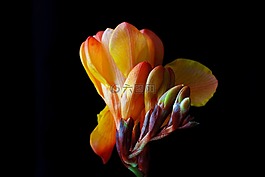 鸢尾科,花,开花