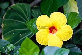 花,槿,熱帶