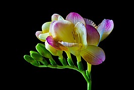 鸢尾科,花,开花