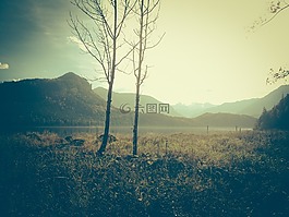 綠色,草,樹