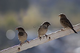 麻雀,鳥,散景