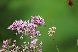 蝴蝶,鮮花,性質(zhì)