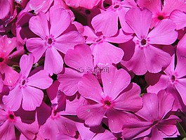 鮮花,紫,溫柔