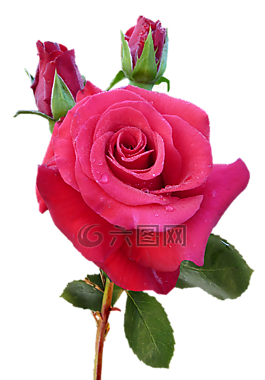 玫瑰,紅色,芽