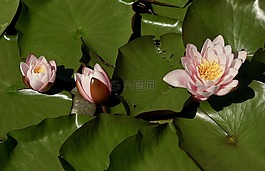 睡蓮,鮮花,池塘