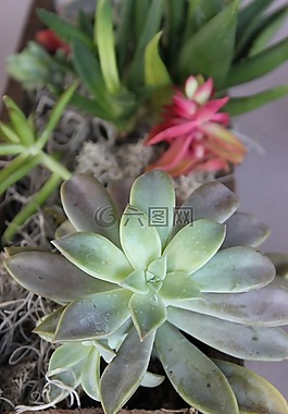 多汁,核心部件,花園