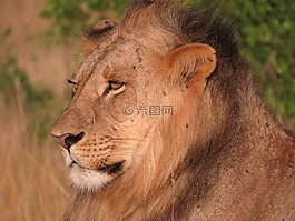 獅子,肯尼亞,野生動物