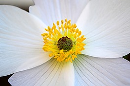 銀蓮花,白,花