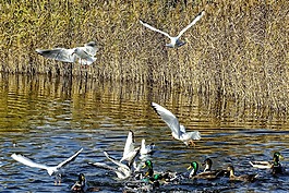 海鷗,鳥(niǎo),飛