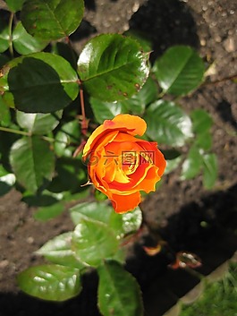 玫瑰,橙,鮮花