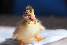 小鴨,動物,可愛